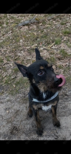 Lotta, liebevoller Familienhund