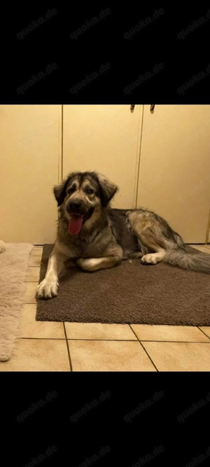 Liebe Hündin in 74722 zu vermitteln