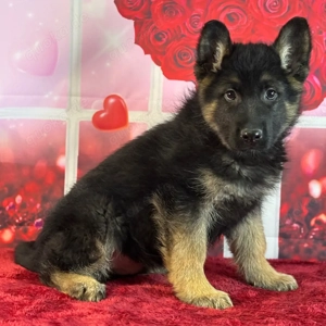 11 Wochen alter männlicher Deutscher Schäferhund