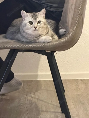    Mama-Katze und baby(kind) katze    aus persönlichen Gründen   