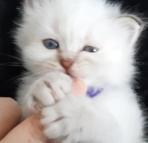 Heilige Birma mix BLH Kitten