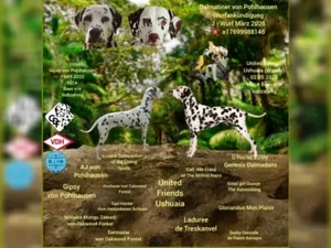 Dalmatiner Welpen im März erwartet 