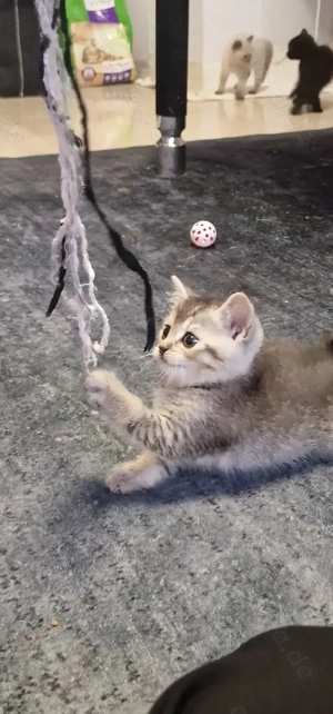 Noch 1 BKH-Kitten sucht ein liebevolles Zuhause, Abgabe ab 7.März.2026