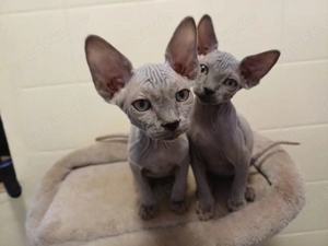 Sphinx Kätzchen zum verkauf