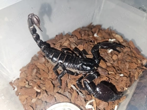 Skorpione mit Terrarium 