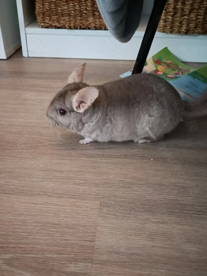 Chinchilla suchen ein neues Zuhause 