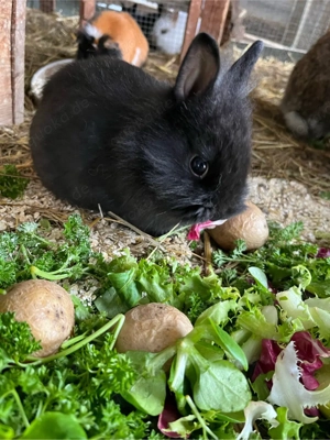 Zwergkaninchen schwarz