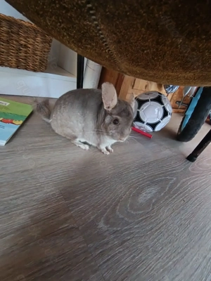 3 Liebe Chinchilla Jungs 