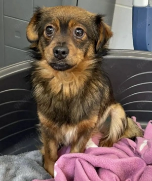 Kleines Mini Mäuschen Tiffany