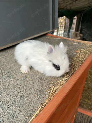 Kaninchen Sonderfarbe