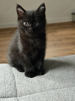 seltene Türkisch Angora BKH kitten