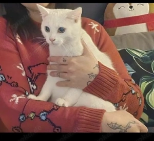 Katze sucht neues zuhause 