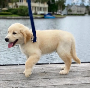 Entzückende Golden-Retriever-Welpen suchen ein neues Zuhause