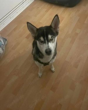 Husky zu verkaufen