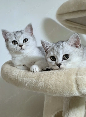 BKH Mix Kitten sofort abgabebereit 