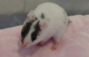 Goldhamster- Jungtiere