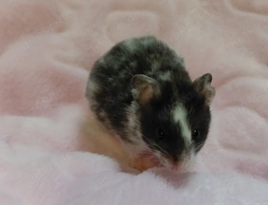 Goldhamster- Jungtiere