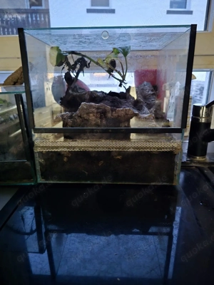 0,1 tliltocatl vagans 