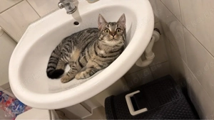 liebvolles Zuhause für simba gesucht  