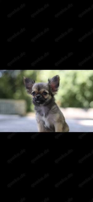 Chihuahua in liebevolles zuhause abzugeben 