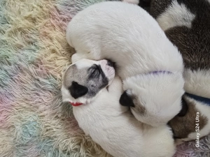 Welpen ab Mitte März abzugeben 