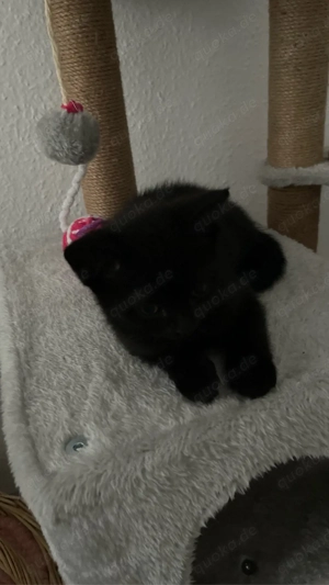 2 Monate alte, liebevolle Kitten in gute Hände abzugeben