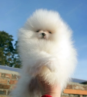 Traumhafte Pomeranian (Zwergspitz) Welpen in seltenen Farbe