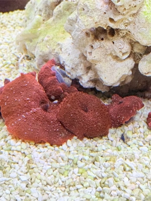 meerwasser rote scheiben discomosa rot 