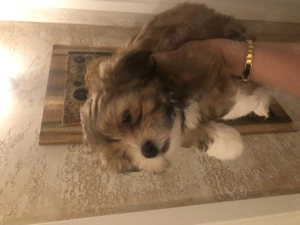 Malteser Lhasa Apso Welpen 