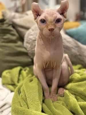 Wunderschöner Sphinx Kater sucht ein Zuhause 