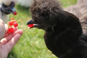 Reinrassige zutrauliche Zwergseidenhühner Hennen Bild 4