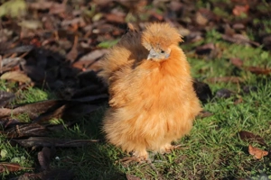 Reinrassige zutrauliche Zwergseidenhühner Hennen Bild 2