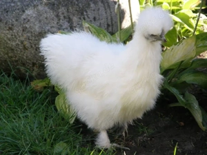 Reinrassige zutrauliche Zwergseidenhühner Hennen Bild 5