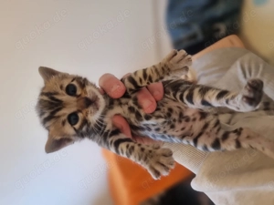 Bengal kitten ab April abzugeben 
