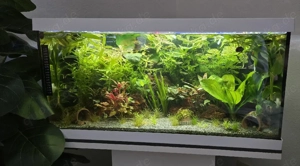 Eheim Aquarium 54-Liter 