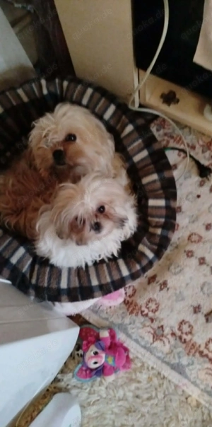 Shih Tzu 5 Monate Eu Pass