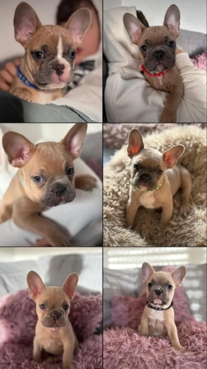 französische Bulldogge Deckrüde Blue Fown Bild 10