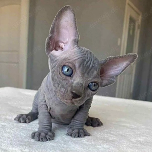 Traumhafte Sphynx-Kätzchen suchen ein Zuhause! 