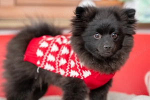 Pomeranian Zwergspitz Toy Welpe