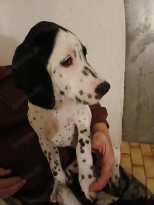 Dalmatiner-Labrador-Retriever Mix