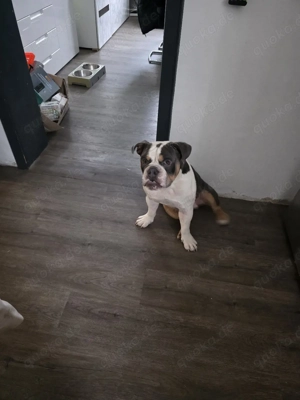 Old English Bulldog  Rüde mit Ahnentafel 