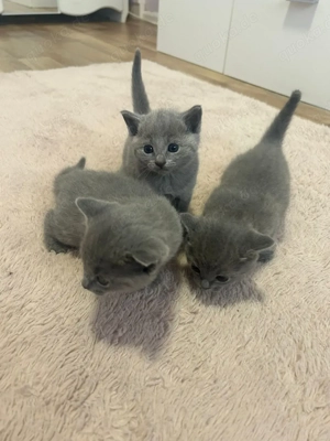 Reinrassige Russisch Blau kitten 
