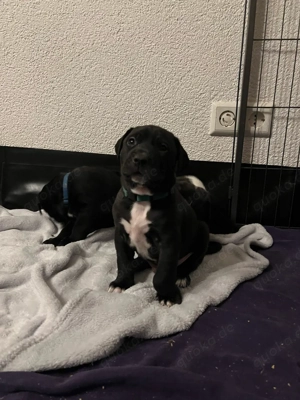 Wunderschöne & Liebe American Bully XL Mischlings Welpen 