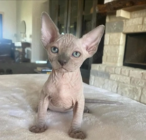 Sphynx Kätzchen   kleine Herzöffner suchen dich!