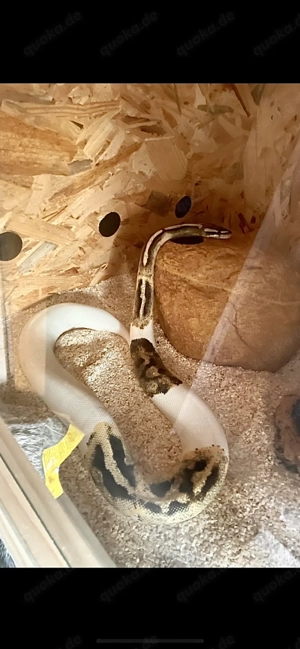 2 Wunderschöne Königspython