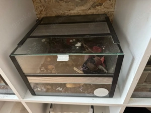 terrarien klein-mittel