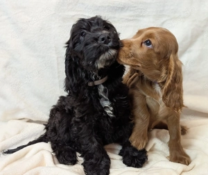 Hübsche Cockapoowelpen  ( komplett für ein Jahr geimpft)