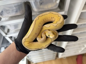 0.1 Superpastel Vanilla poss Enchi Clown