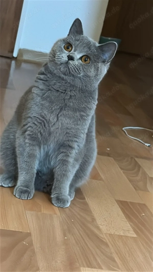 Britisch Kurzhaar (BKH Blue