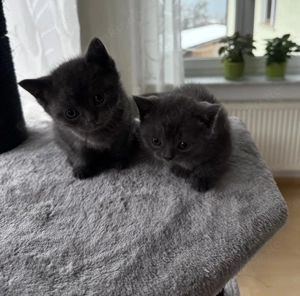 süße, verspielte Katzenbabys